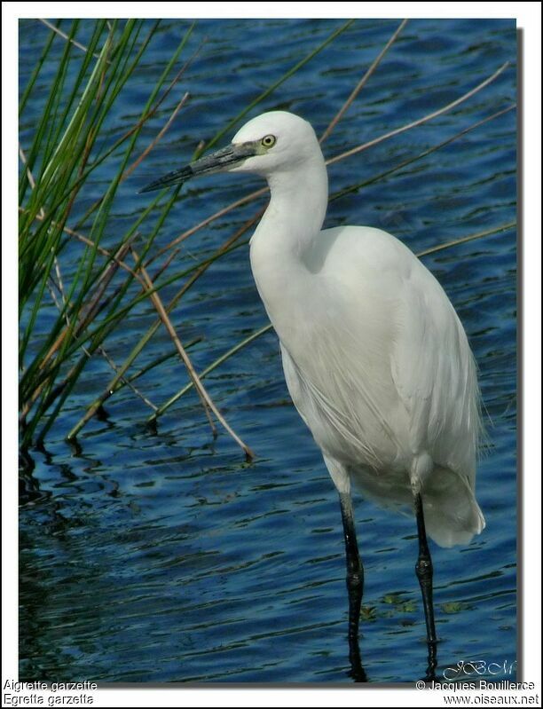 Aigrette garzette