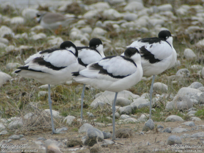 Pied Avocet