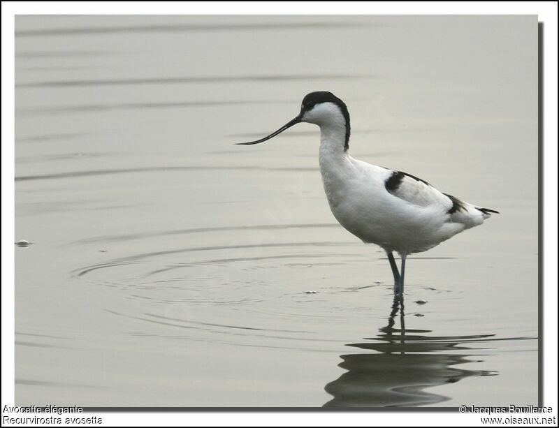 Avocette élégante