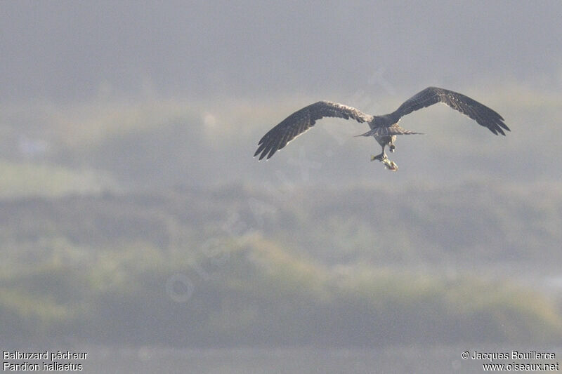 Osprey