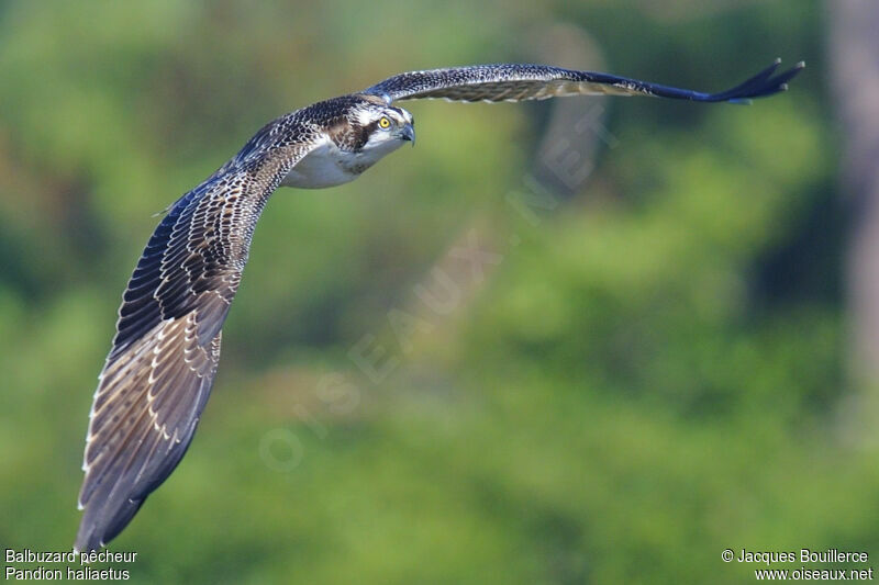 Osprey