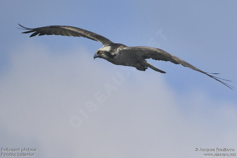 Balbuzard pêcheuradulte