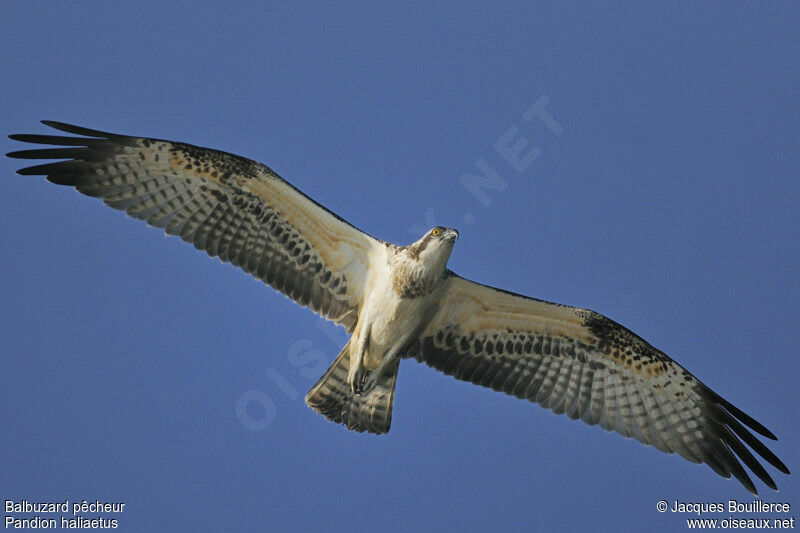 Osprey