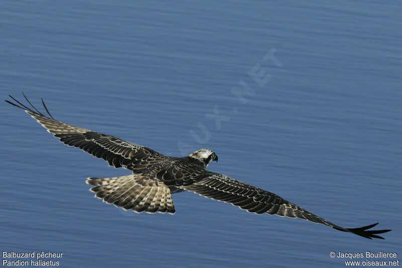 Osprey