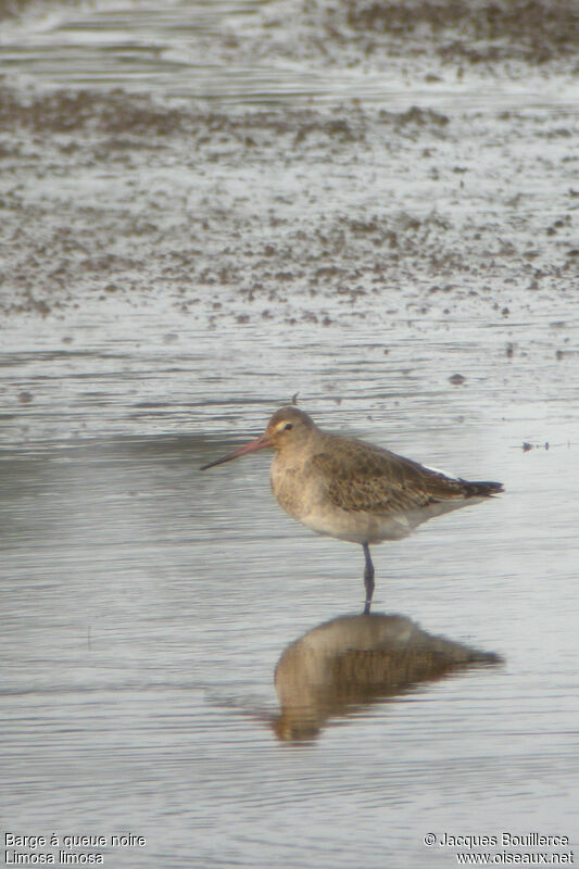 Black-tailed Godwit