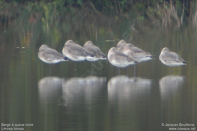 Black-tailed Godwit