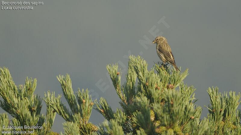 Red Crossbill