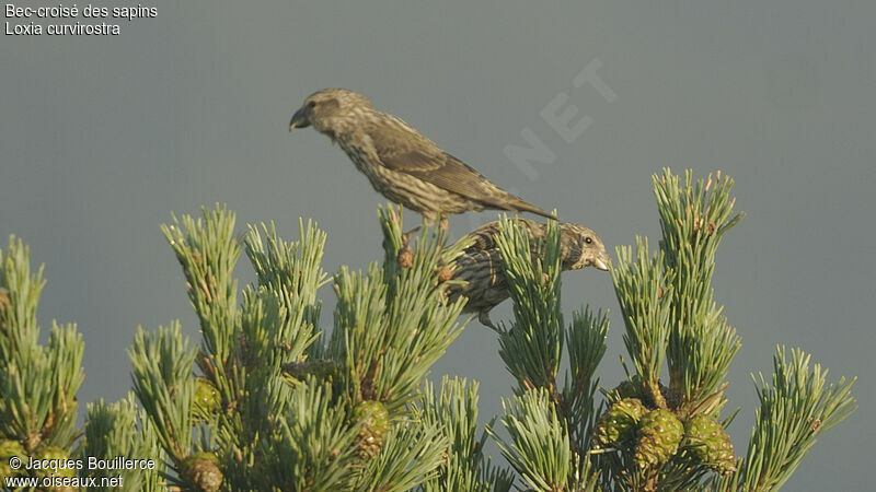 Red Crossbill