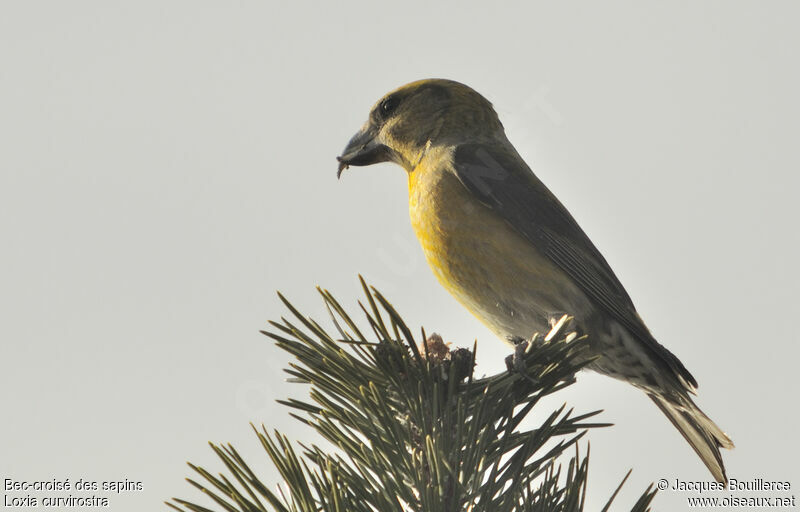 Red Crossbill female adult, identification