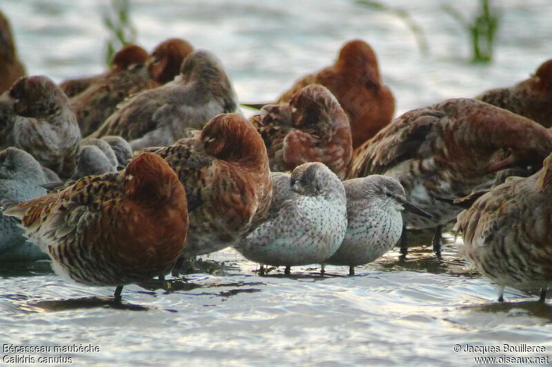 Red Knot