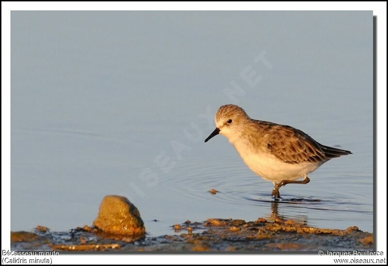 Little Stint