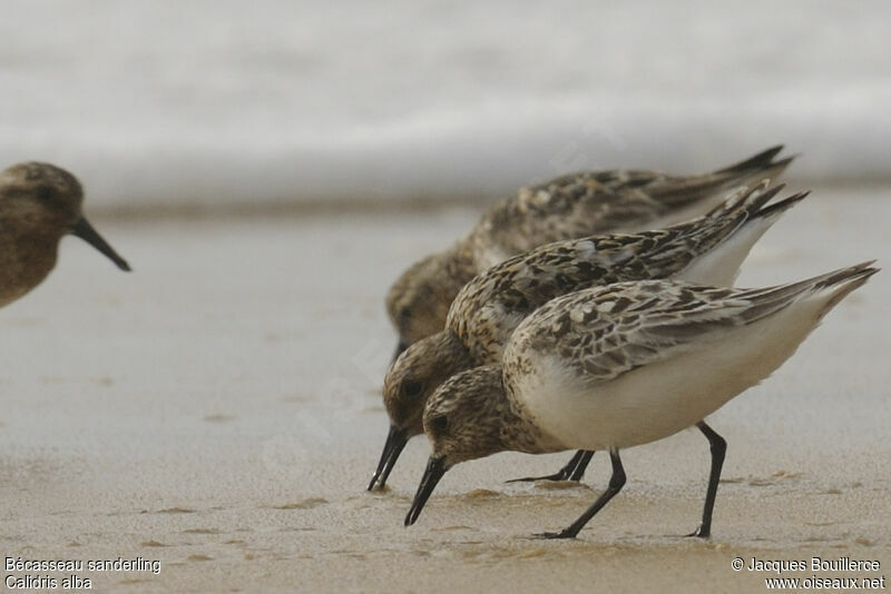 Bécasseau sanderling