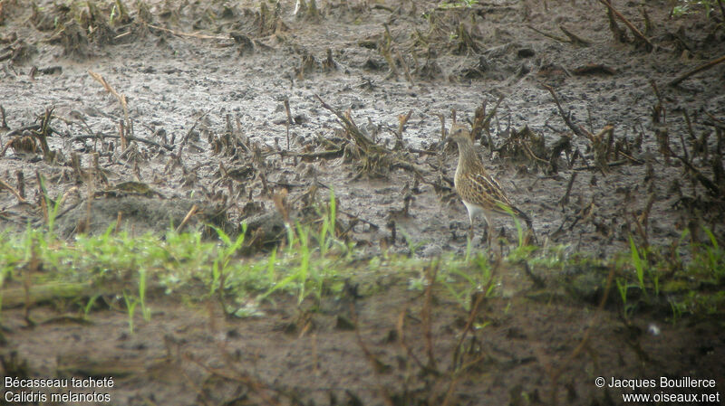 Pectoral Sandpiper