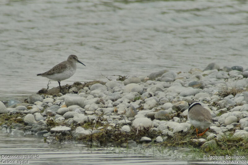 Bécasseau variable