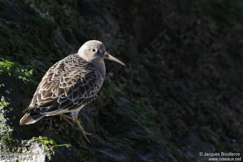 Purple Sandpiperadult