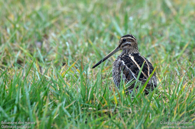 Common Snipe