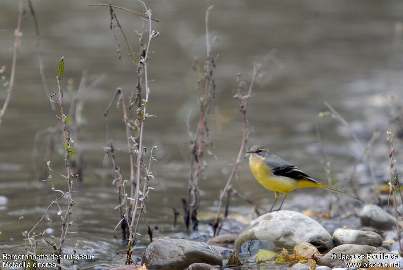 Grey Wagtailadult