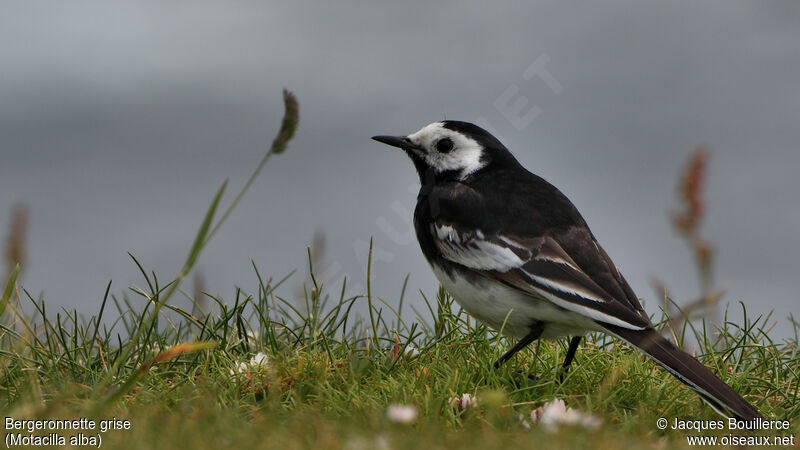 White Wagtail