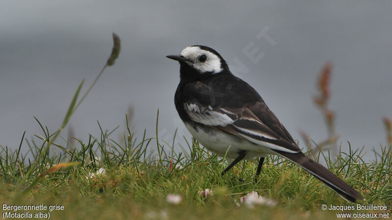 White Wagtail