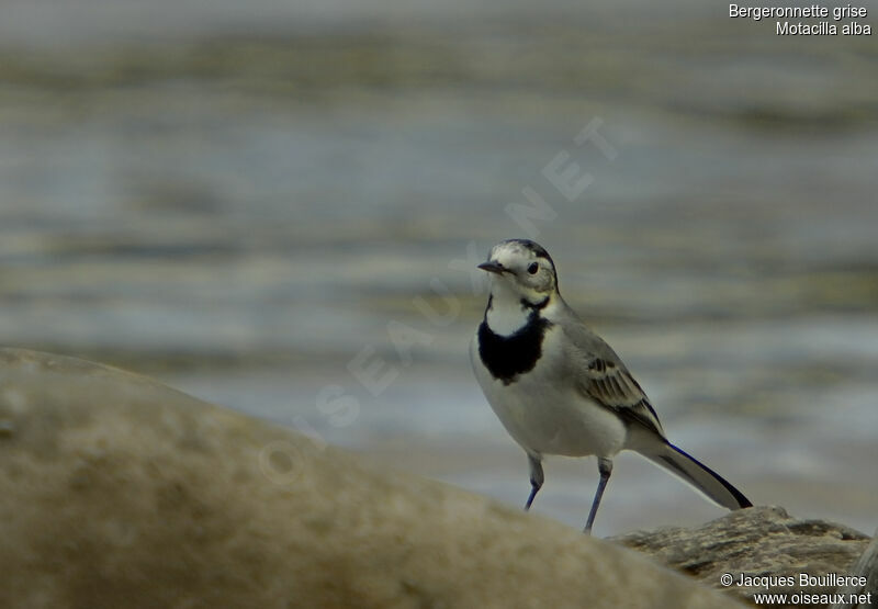 White Wagtail