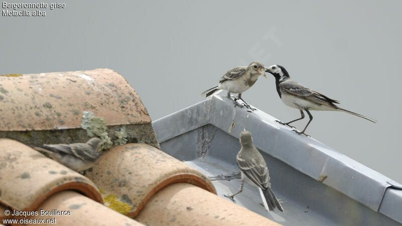 White Wagtail