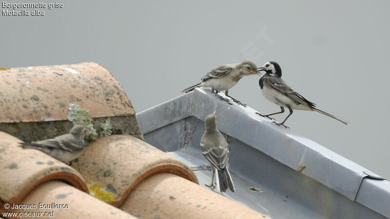 White Wagtail