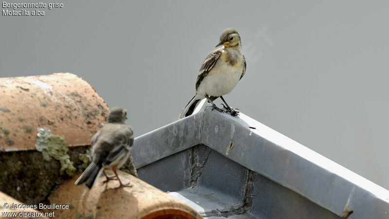 White Wagtail