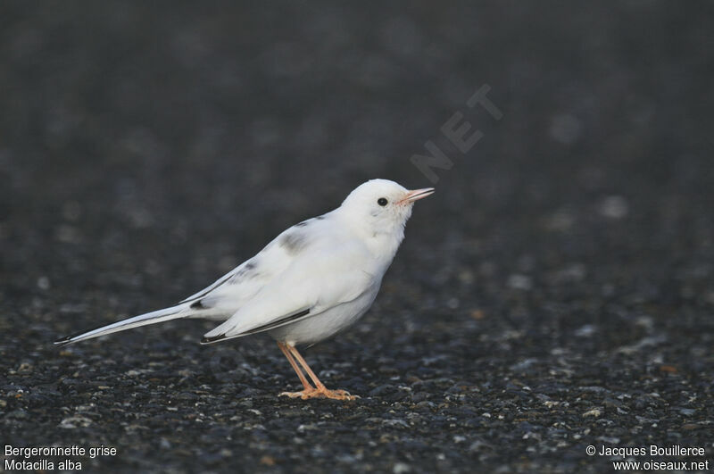 White Wagtail