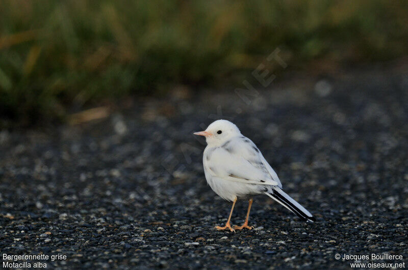 White Wagtail