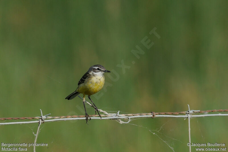 Western Yellow Wagtailadult