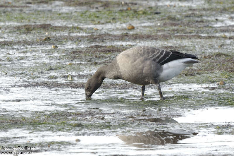 Brant GooseFirst year, identification