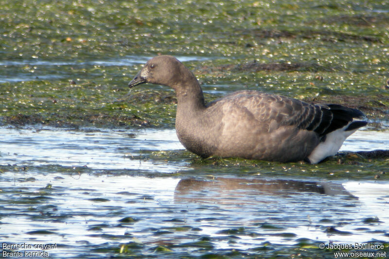 Brant Goose