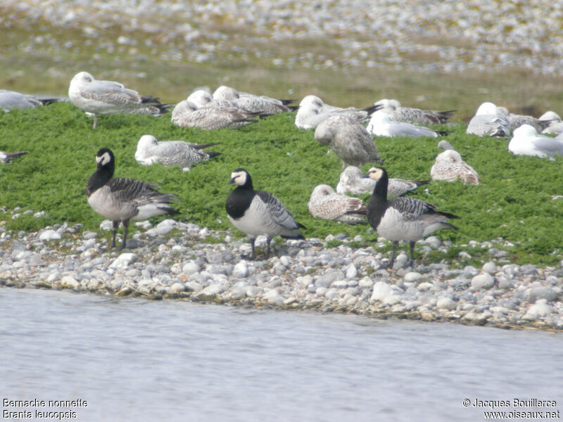 Barnacle Goose