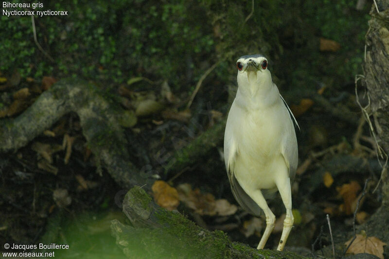 Black-crowned Night Heron