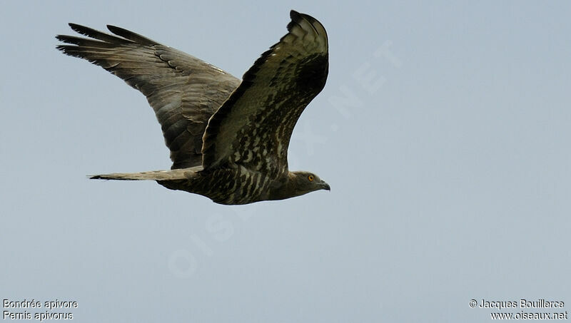 European Honey Buzzard