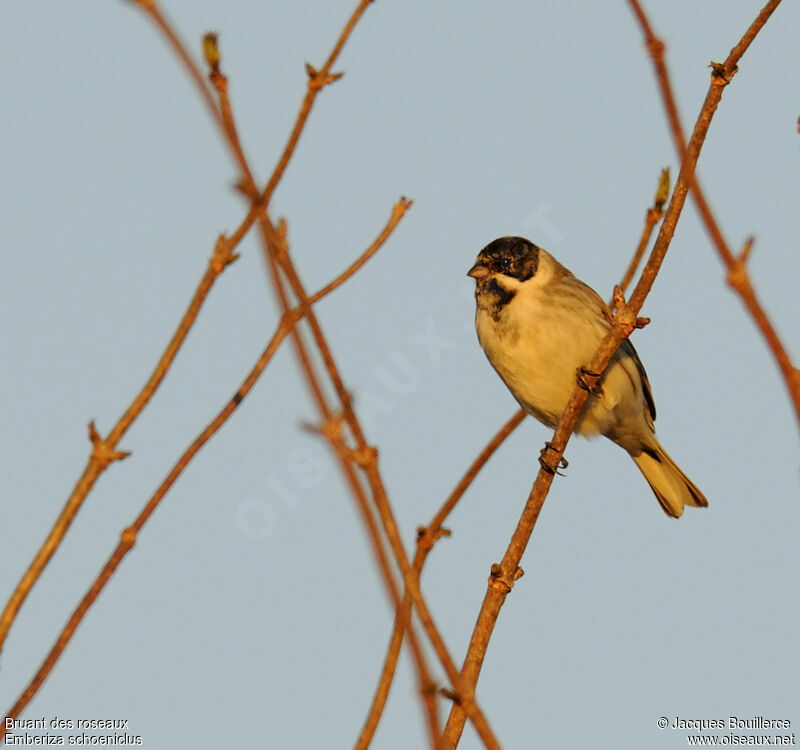 Common Reed Bunting male adult