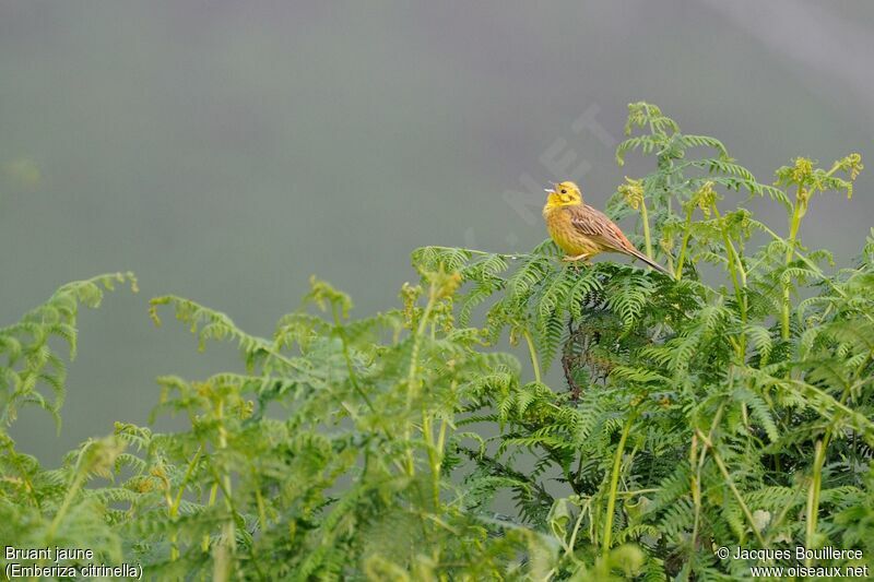 Bruant jaune