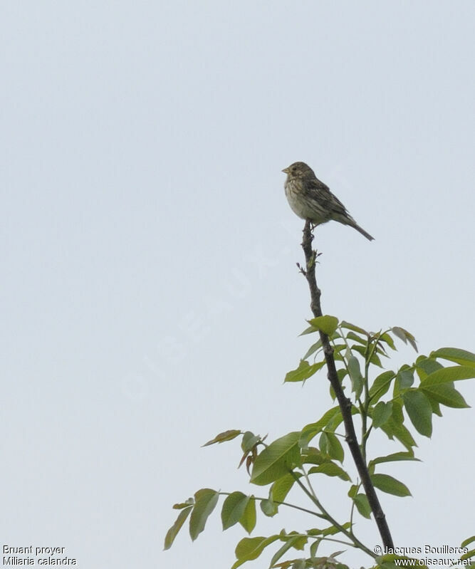 Corn Bunting