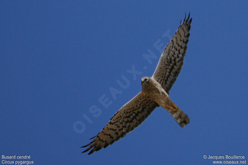 Montagu's Harrier female adult