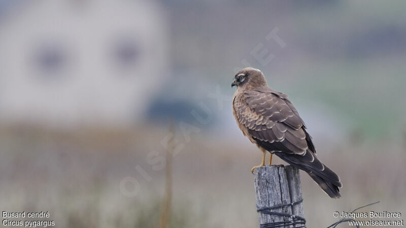 Montagu's Harrierjuvenile