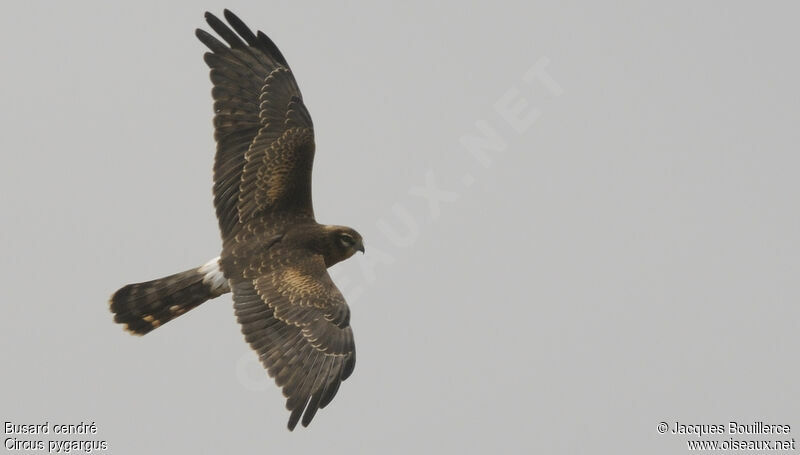 Montagu's Harrier