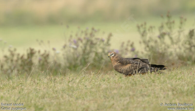 Montagu's Harrierjuvenile