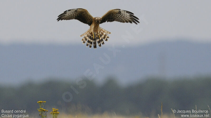 Montagu's Harrier