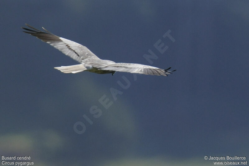 Montagu's Harrier male adult, identification