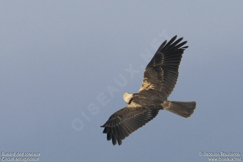 Western Marsh Harrierjuvenile, identification