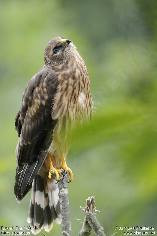 Hen HarrierFirst year