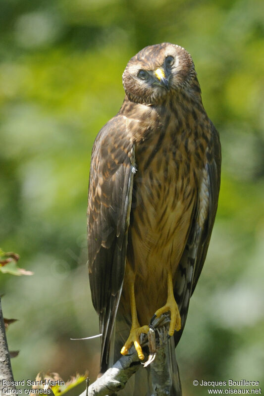 Hen HarrierFirst year