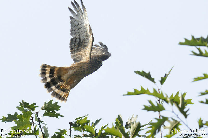 Hen HarrierFirst year, Flight