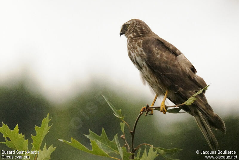 Hen Harrier female adult, Reproduction-nesting