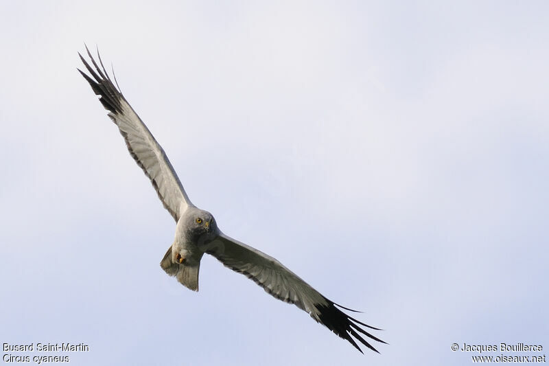 Hen Harrier male adult, Reproduction-nesting